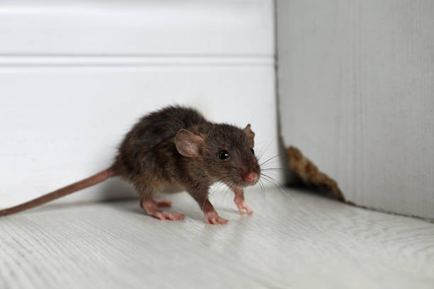 Grey rat near wooden wall on floor