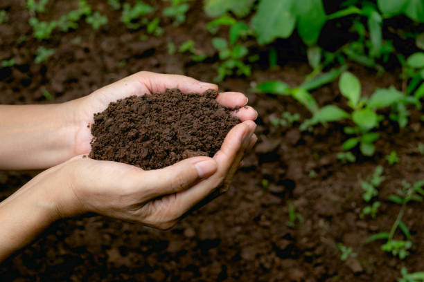 hand holding fertile soil for plant to growing in nature concept