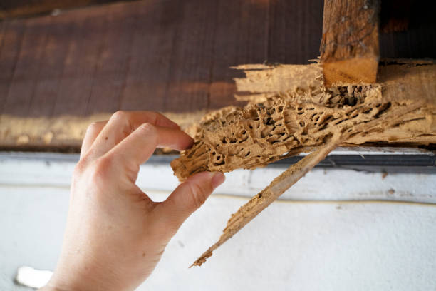 Wood, part of roof house after attack of termite. Peril from insect concept